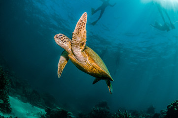 Obraz na płótnie Canvas Snorkeler Swimming with a Turtle in the Wild