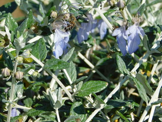 Shrubby germander, or Teucrium fruticans plant, and a honey bee, in Glyfada, Greece