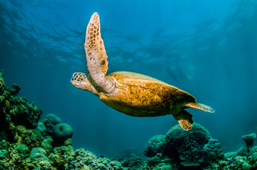 Obraz na płótnie Canvas Turtle Swimming in the Wild Among Colorful Coral Reef