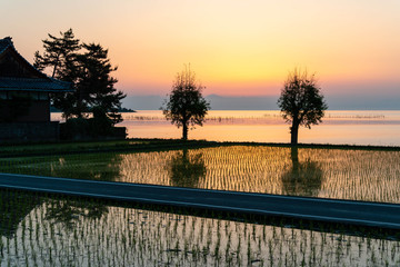 夜明けのオレンジの空と琵琶湖沿いの面白い樹木