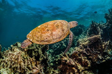 Fototapeta na wymiar Turtle Swimming in the Wild Among Colorful Coral Reef