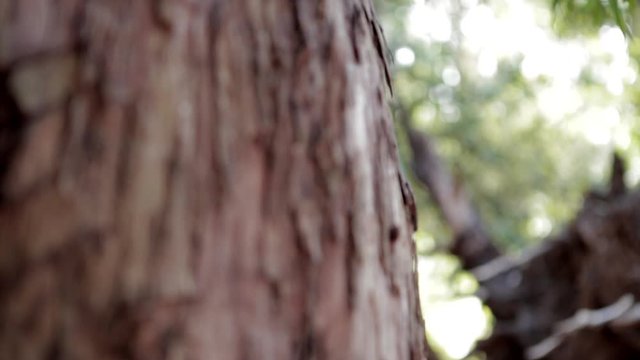 TRONCOS ARBOLES EN EL BOSQUE