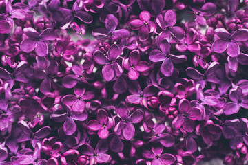 Fototapeta premium Beautiful spring lilac texture background