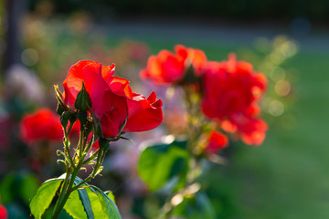Fototapeta na wymiar 美しく咲いた赤いバラと光の輝き