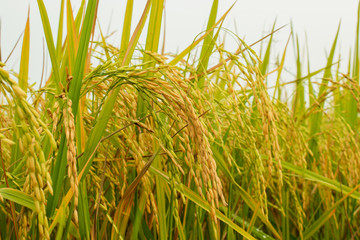 Close-up to thai rice seeds in ear of paddy.Beautiful golden rice field and ear of rice.