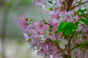Sakura flower with green background