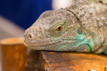 Close up of iguana show eyes and face detail