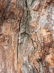 Detail of red oak Bark eroded by time, tree of a centuries-old park. Textures and scratches on the bark with moss caused by time.