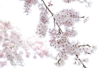 満開の桜 