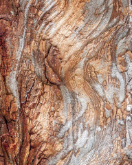 Detail of red oak Bark eroded by time, tree of a centuries-old park. Textures and scratches on the bark with moss caused by time.