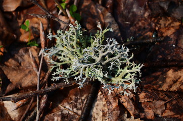 Iceland moss - Cetraria islandica, in closeup view