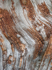 Naklejka premium Detail of red oak Bark eroded by time, tree of a centuries-old park. Textures and scratches on the bark with moss caused by time.
