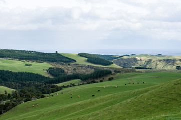 ニュージーランドの風景