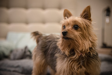 Attentive Yorkie