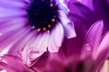 Flowers of Osteospermum ecklonis - macro