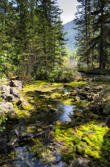 On the shore of a mountain river, stones, hummocks and forest. sunny day, natural light