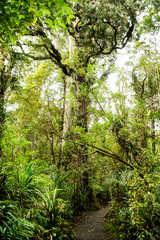 ニュージーランドの木々