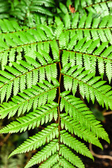 ニュージーランドのシダ　シルバーファーン