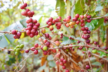 Coffee berries on branch in plantation.