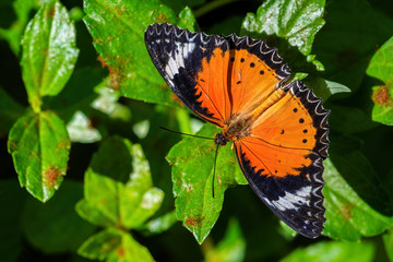 Leopard Lacewing - Cethosia cyane, beautiful orange and red butterfly from East Asian forests, Malaysia.