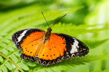 Leopard Lacewing - Cethosia cyane, beautiful orange and red butterfly from East Asian forests, Malaysia.