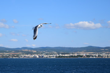 Seagull flying in blue sky over sea