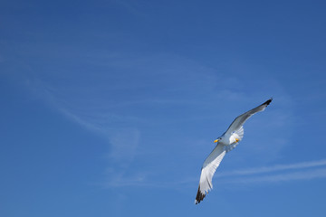 Seagull flying in blue sky over sea