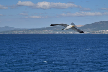 Fototapeta na wymiar Seagull flying in blue sky over sea