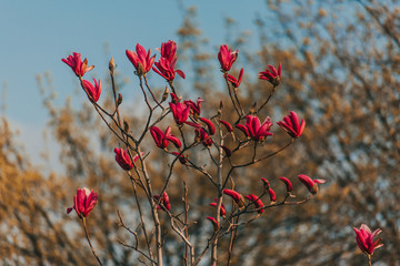 цветущие магнолии,  
blooming magnolias