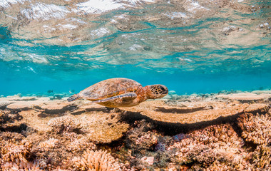 Turtle Swimming in the Wild Among Colorful Coral Reef