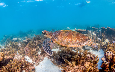 Fototapeta na wymiar Turtle Swimming in the Wild Among Colorful Coral Reef