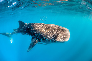 Whale Shark Swimming in Clear Blue Water in the Wild