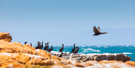 A flock of Cape cormorant aquatic sea birds on the coast of False Bay, Cape Town, South Africa