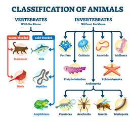 Classification of animals vector illustration. Labeled division order scheme - obrazy, fototapety, plakaty
