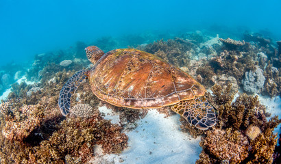 Obraz na płótnie Canvas Turtle Swimming in the Wild Among Colorful Coral Reef