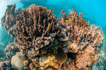 Colorful Hard Coral Reef in Clear Blue Water