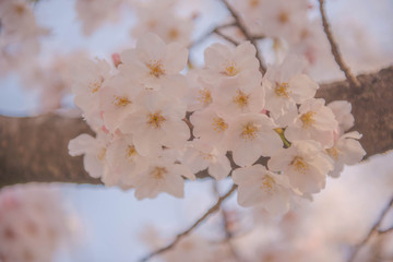 公園の桜