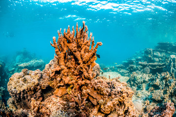 Fototapeta premium Colorful Hard Coral Reef in Clear Blue Water
