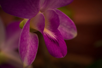 Naklejka na ściany i meble Purple colored orchid flower in bloom
