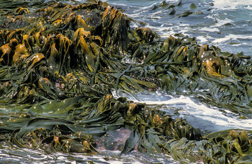 Algue géante, Macrocystis pyrifera, Iles Falkland, Iles Malouines