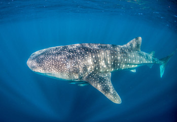 Whale Shark Swimming in Clear Blue Water in the Wild