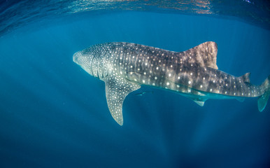 Whale Shark Swimming in Clear Blue Water in the Wild