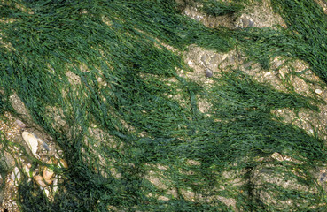 Algue verte, Enteromorpha compressa, Ulva compressa
