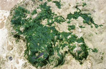 Algue verte, Enteromorpha compressa, Ulva compressa