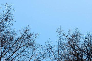 Spring and autumn leafless trees on a blue sky background. Seasonal dramatic concept. Structure and texture abstract shot. Look up beautiful view.