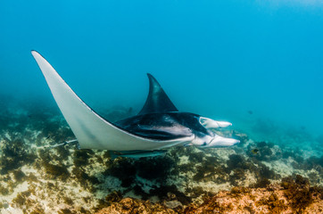 Manta Ray Swimming in the Wild in Clear Turquoise Water