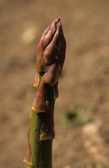 Asperge, Asparagus officinalis