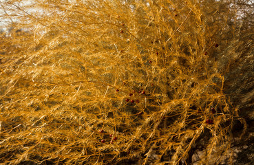 Asperge, Asparagus officinalis