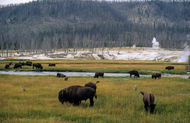 Bison d'Amérique, Bison bison, Geyser, Parc national du Yellowstone , USA