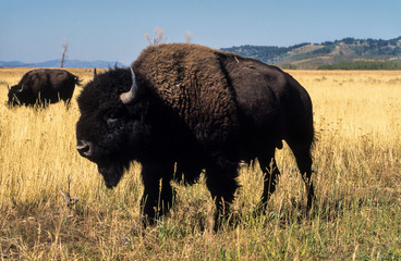 Bison d'Am&eacute;rique, Bison bison, Parc national du Yellowstone , USA